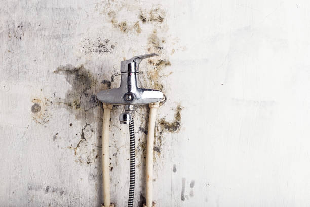 Best Mold Removal Process  in Oak Ridge, NJ