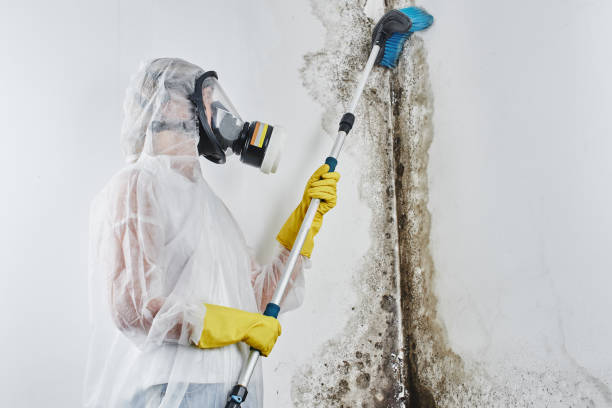 Best Mold Cleaning Services  in Oak Ridge, NJ