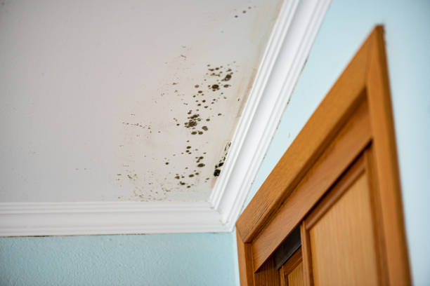 Best Black Mold Removal  in Oak Ridge, NJ