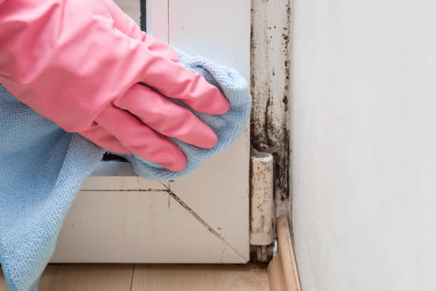 Best Fast Mold Removal  in Oak Ridge, NJ