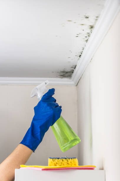 Professional Mold Removal in Oak Ridge, NJ